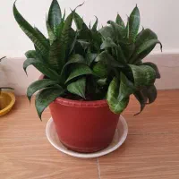 گل سانسوریا پاکوتاه