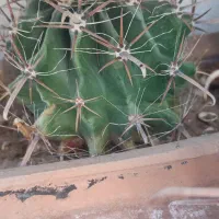 فروش کاکتوس|گل و گیاه طبیعی|مشگین شهر, |دیوار