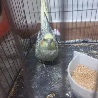 عروس هلندی|پرنده|کردکوی, |دیوار