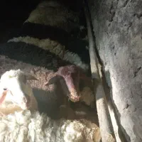 برنر داشتی همه نر هستن