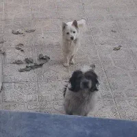 سگ خانگی بازیگوش|سگ|سنقر, |دیوار