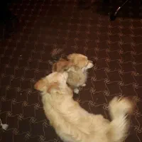 واگذاری دو تا اشپیتز نر 9 ماهه|سگ|فردیس, شهرک وحدت|دیوار