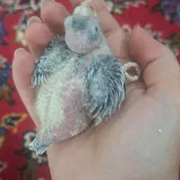 عروس هلندی