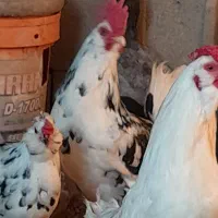 مرغ وخروس محلی اصیل وگلین|حیوانات مزرعه|مرودشت, نقش رستم|دیوار