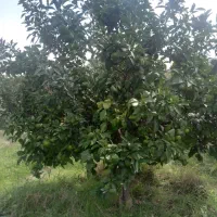 نارنگی ژاپنی باغ به صورت کلی