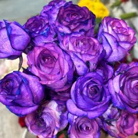 نیازمنددیزاینر گل طبیعی در گلسرا