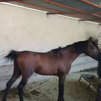 اسب و مادیون|اسب و تجهیزات اسب‌سواری|بهبهان, |دیوار