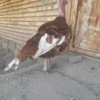 بوقلمون بوربون