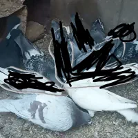 ۷کفتر پروازی درست کله دنگ