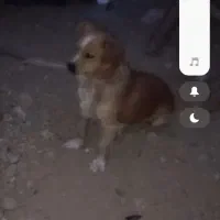 سگ پا کوتاه