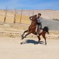 اسب کرد نریون