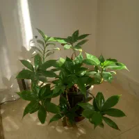 گل طبیعی|گل و گیاه طبیعی|تربت‌حیدریه, شهرک ولیعصر|دیوار