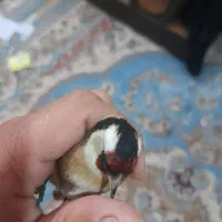 سهره تازه گیر|پرنده|دورود, |دیوار