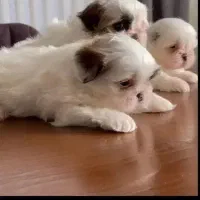 شیتزو فلت با رنگ های مختلف