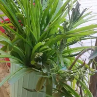 گلدون|گل و گیاه طبیعی|قوچان, |دیوار