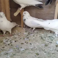 فروش کفتر