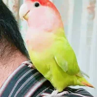 *طوطی کوتوله*