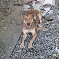 سگ نگهبان ماده|سگ|قنوات, |دیوار