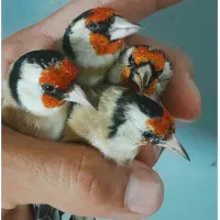 سهره سیره سره