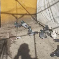 کبوتر خوب|پرنده|ماهدشت, |دیوار