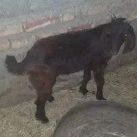 تروشت فروشی ۷ملیون