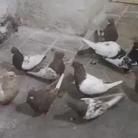 کفتر ماده سینه سیاه و سینه قهوه ای  اصل