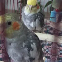 عروس هلندی نر|پرنده|آستانه اشرفیه, |دیوار