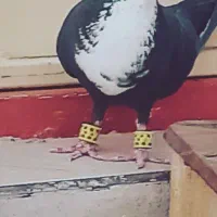 کبوتر سوراخ