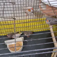 مرغ عشق و فنج