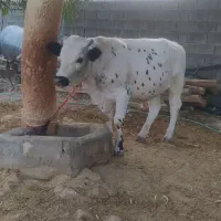 فروش کوساله نر(جونگه)