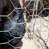 سلام دوستان فروش بوقلمون ماده سالم مناسجهر|حیوانات مزرعه|زهک, |دیوار