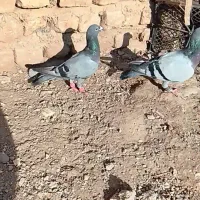 کفتر|پرنده|قلندر آباد, |دیوار
