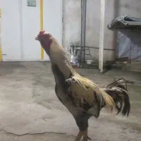 خروس لاری اصیل به شرط تضمینی