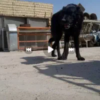 گمشده|سگ|عسگران, |دیوار