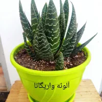 فروش تعدادی کاکتوس