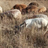 یک راس نربز یک ساله گله رو|حیوانات مزرعه|تبریز, |دیوار