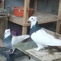 فروش کبوتر|پرنده|شیراز, درکی|دیوار