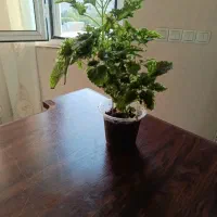 گل حسن یوسف|گل و گیاه طبیعی|کرمانشاه, |دیوار