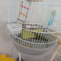 کوتوله برزیلی بسیار بازیگوش|پرنده|تبریز, |دیوار