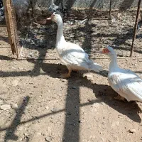 سیکا یا اردک روسی در جم