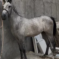 فروش کره مادیان شجره دار