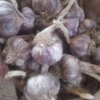 بذرسیرگرگان فروش نقداقساطی تابرداشت معاوضه سیرمغان