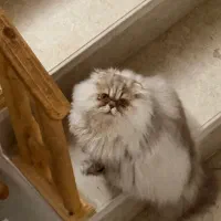 گربه پرشین نر ‌۱۴ماهه