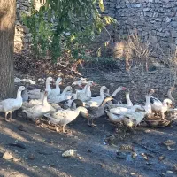 29قازمحلی باخرگوش لپ|حیوانات مزرعه|مریوان, |دیوار