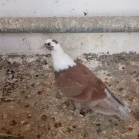 کفتر خوشگل وزیبا|پرنده|مشهد, عامل|دیوار