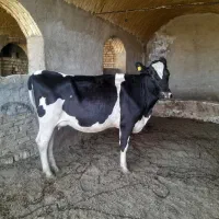 گاو شیری شکم اول و دم