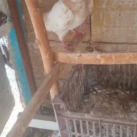 پرنده|پرنده|تربت‌حیدریه, منظر|دیوار