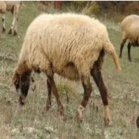 دام زنده