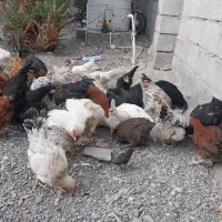 مرغ محلی|حیوانات مزرعه|منوجان, |دیوار