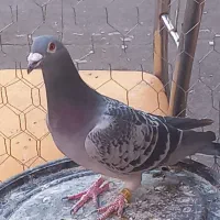 کبوتر|پرنده|خوی, |دیوار